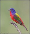 _3SB3615 painted bunting